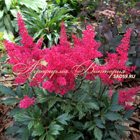 Астильба Арендса Фанал Астильба Арендса Фанал